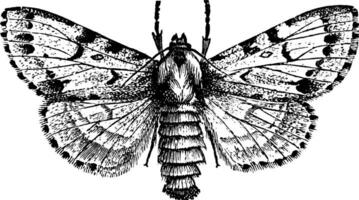 絵画 Moth Girl #004-1 Moth Girl by mrokat on DeviantArt