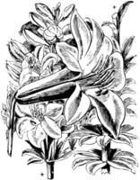 Flower Stem and Detached Flower of Lilium Washingtonianum vintage illustration. vector