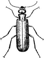 Blister Beetle, vintage illustration. vector