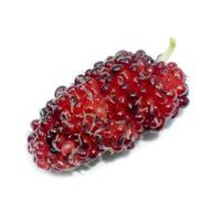 fresh organic mulberry photo