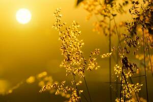 Flowers grass with light background. photo