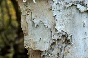 Bark for paper making photo