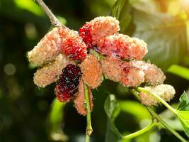 fresh organic mulberry photo