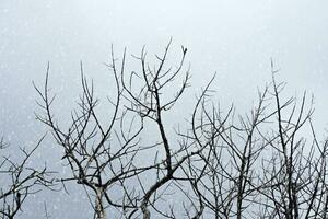 Tree branches on the sky with snow background. photo