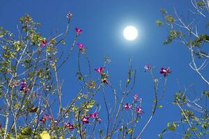 hong kong orquídea flor con un azul cielo. foto