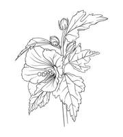 hibiscus branch. vector botanical hand drawn illustration of flowers, leaves and buds. outline for coloring