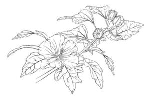 Vector monochrome composition of hibiscus branches with leaves and flowers. botanical hand drawn illustration of flowers, leaves and buds. coloring