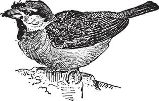 Sparrow or Passer sp., vintage engraving vector