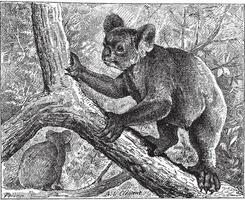 Koala, vintage engraving. vector