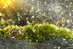 Green moss in the forest with sunlight. photo