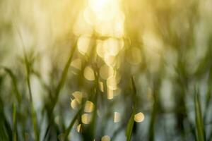 abstract blurred defocus circular bokeh lights background photo