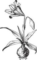 Amaryllis, vintage engraving. vector