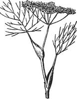 Dill, vintage engraving. vector