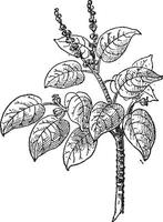 Manchineel or Hippomane mancinella, vintage engraving vector