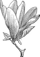 Magnolia or Magnolia sp., vintage engraving vector