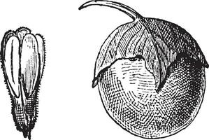 Mandrake or Mandragora sp., vintage engraving vector