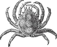 European Spider Crab or Maja squinado, vintage engraving vector