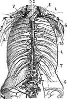 Lymphatic System, vintage engraving vector