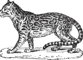 ocelote o enano leopardo o leopardus pardalis, Clásico grabado vector