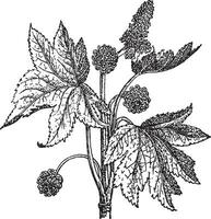 Oriental Sweetgum or Liquidambar orientalis, vintage engraving vector