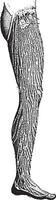 linfático vasos de el pierna, Clásico grabado vector