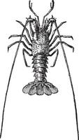 Crayfish or crawdads, vintage engraving. vector