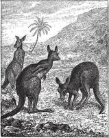 Kangaroo, vintage engraving. vector