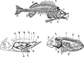 Skeleton, digestive and circulatory system of a fish, vintage engraving. vector