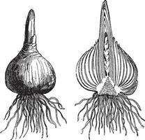 Hyacinth whole onion, Hyacinth cut onion, vintage engraving. vector