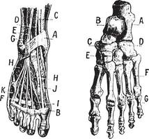 Foot, Fig 1. Muscles, Fig 2. Skeleton, vintage engraving. vector