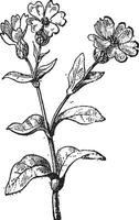 Lychnis or campion, vintage engraving. vector