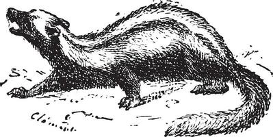 Zorilla or Striped polecat, vintage engraving. vector