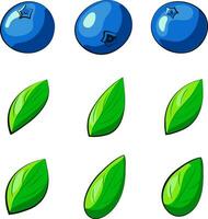 Constructor of blueberries with leaves. Collection of blueberries. Vector illustration