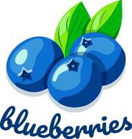 Illustration of blue blueberries with leaves. Text Blueberries. vector