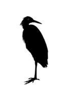 The Black Heron Bird, Egretta Ardesiaca, also known as the Black Egret Silhouette for Art Illustration, Logo, Pictogram, Website, or Graphic Design Element. Vector Illustration
