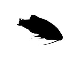 Silhouette of the The Kwi Kwi or Hoplosternum littorale is a species of Armoured Catfish from the Callichthyidae family. Vector Illustration