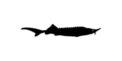 Beluga Sturgeon or Huso Fish Silhouette, Fish Which Produce Premium and Expensive Caviar, For Logo Type, Art Illustration, Pictogram, Apps, Website or Graphic Design Element. Vector Illustration