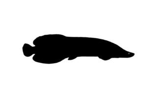 Silhouette of the Fish Arapaima, or pirarucu, or paiche, for Icon, Symbol, Pictogram, Art Illustration, Logo Type, Website or Graphic Design Element. Vector Illustration