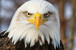 AI generated Eagle with keen gaze. Wild bird. Close up of bald eagle, sharp look. Ornithology, birdwatching, scientific research. For cover design, stationery, scientific journal, presentation photo