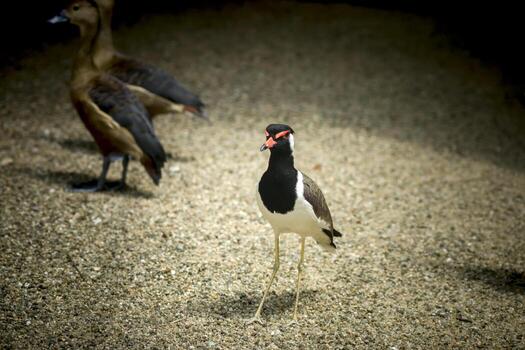 rojo - barbas avefría. foto