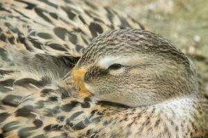 Close up of female gadwall are sleeping. photo