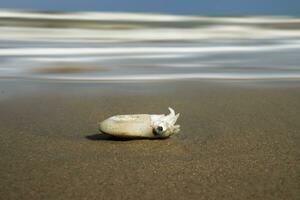 The dead squid on the beach photo