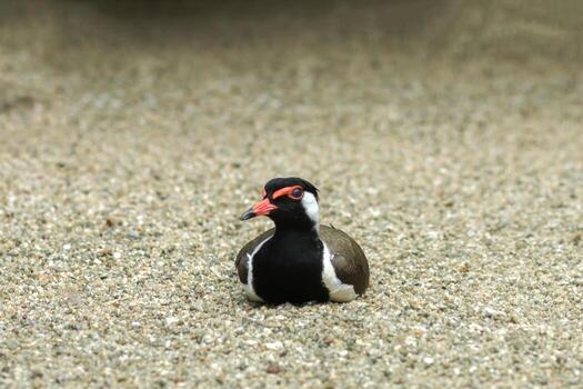 rojo - barbas avefría. foto