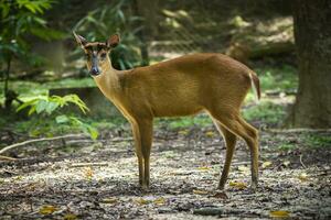 Muntiacus muntjak or fea's barking deer. photo