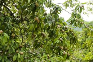 Sapodilla on tree. photo