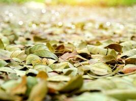 Dry leaves of the rain tree For use as fertilizer. photo