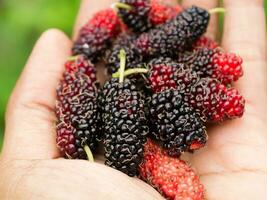 Fresh organic mulberry. photo