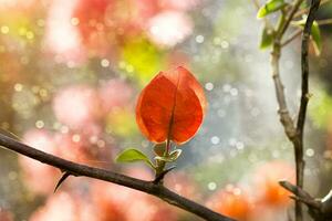 buganvillas flor ligero en difuminar antecedentes foto