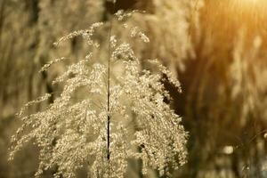 Brown grass in the summer with sunlight. Out of focus image. photo