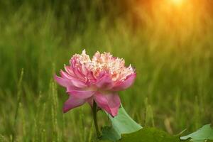 Beautiful pink lotus flower photo